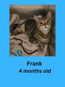 Frank -  Domestic Short Hair Cat for Adoption in Ravenna, Ohio - Frank | PetCurious