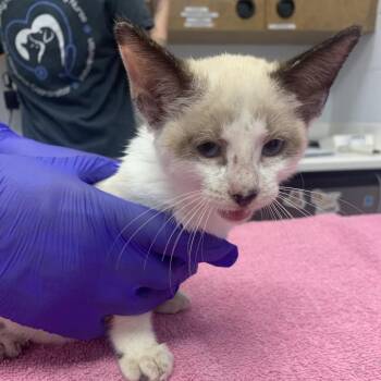 Mewtwo -  Siamese Cat for Adoption in West Palm Beach, Florida - Mewtwo | PetCurious