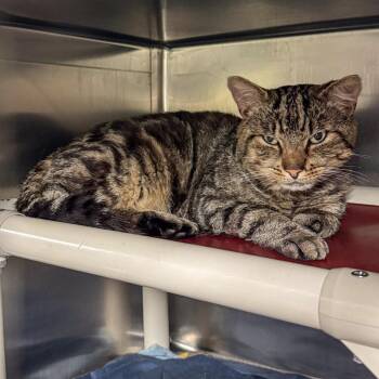 Jack *Foster to Adopt* -  Domestic Short Hair Cat for Adoption in Kennebunk, Maine - Jack *Foster To Adopt* | PetCurious