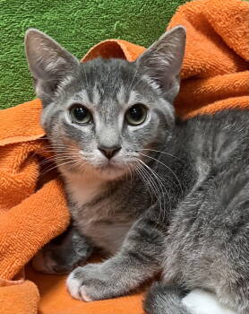 Rescue Tabby and Domestic Short Hair Cats for Adoption in Dublin, Ohio - Bentley | PetCurious