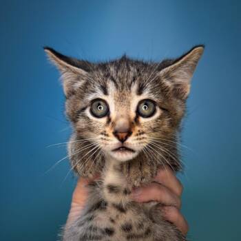 Domestic Short Hair Cats Available for Adoption - Messi | PetCurious