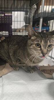 Visenya -  Domestic Short Hair Cat for Adoption in West Chester, Pennsylvania - Visenya | PetCurious
