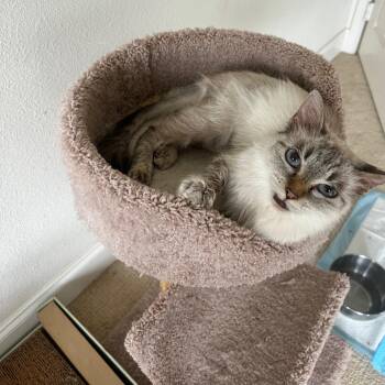 Mia B -  Siamese and Tabby Cat for Adoption in Plano, Texas - Mia B | PetCurious