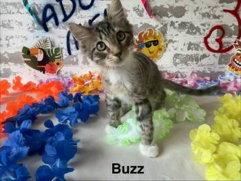 Buzz Lightyear -  Domestic Medium Hair Cat for Adoption in San Tan Valley, Arizona - Buzz Lightyear | PetCurious