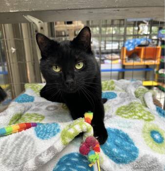 Tupac -  Domestic Short Hair Cat for Adoption in Maple Ridge, British Columbia - Tupac | PetCurious