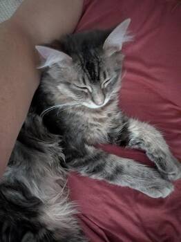 Marlow -  Norwegian Forest Cat and Domestic Long Hair Cat for Adoption in Glendale, Arizona - Marlow | PetCurious