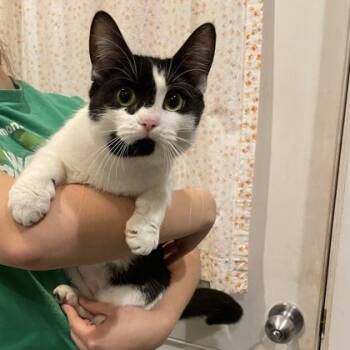 Puddles -  Domestic Short Hair Cat Available for Adoption in East Montpelier, Vermont - Puddles | PetCurious
