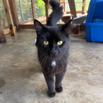 Velvet -  Domestic Long Hair Cat for Adoption in Birmingham, Alabama - Velvet | PetCurious