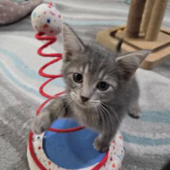 Shania Haseman -  Domestic Short Hair Cat for Adoption in Morrison, Colorado - Shania Haseman | PetCurious