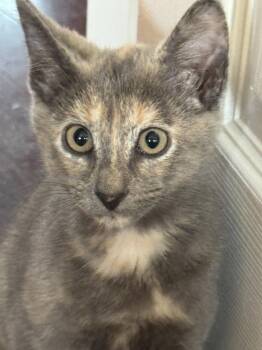 Pad Thai -  Domestic Short Hair Cat for Adoption in Trenton, New Jersey - Pad Thai | PetCurious