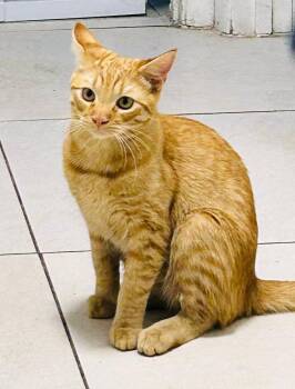 Rescue Domestic Long Hair Cats for Adoption in Las Vegas, Nevada - O