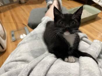 CHILI -  Domestic Short Hair Cat for Adoption in Palo Alto, California - CHILI | PetCurious