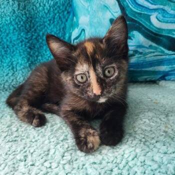0826-66 Pebbles -  Domestic Short Hair Cat for Adoption in Abingdon, Maryland - 0826-66 Pebbles | PetCurious