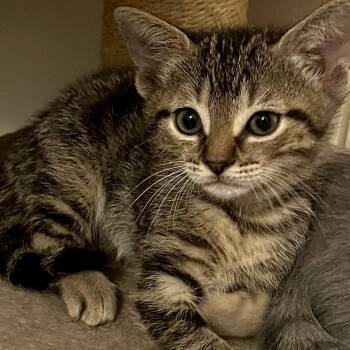 Domestic Short Hair Cats Available for Adoption in Houston, Texas - Ivy | PetCurious