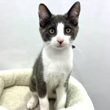 Colby -  Domestic Short Hair Cat for Adoption - Colby | PetCurious