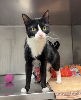Rescue Domestic Short Hair and Tuxedo Cats for Adoption in Montville, New Jersey - Tuna 2 | PetCurious