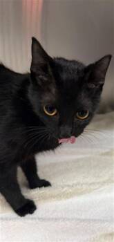 LILIAN -  Domestic Short Hair Cat for Adoption in Pasadena, Texas - LILIAN | PetCurious