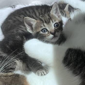Domestic Medium Hair Cats Available for Adoption in Austin, Texas - Aster 6 | PetCurious