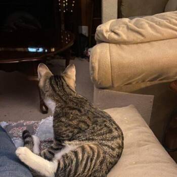 Domestic Short Hair and American Shorthair Cats Available for Adoption - Sparky | PetCurious