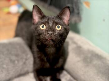 Drummer -  Domestic Short Hair Cat for Adoption in Lucedale, Mississippi - Drummer | PetCurious