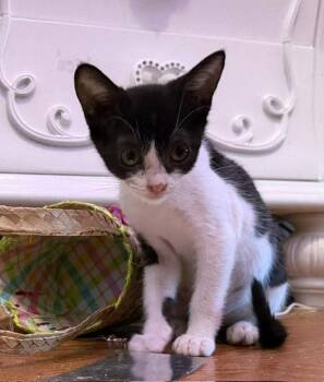 Milo -  Domestic Short Hair Cat for Adoption in Orlando, Florida - Milo | PetCurious
