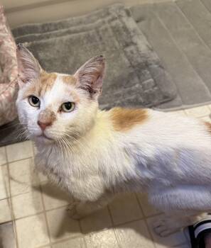 Rescue American Shorthair Cats for Adoption in Philadelphia, Pennsylvania - Lucas | PetCurious