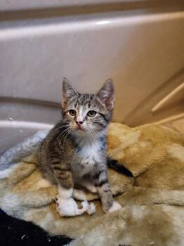 Domestic Short Hair Cats Available for Adoption in Hardeeville, South Carolina - Clover | PetCurious