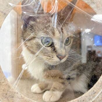 Domestic Short Hair Cats Available for Adoption in Philadelphia, Pennsylvania - Paint | PetCurious