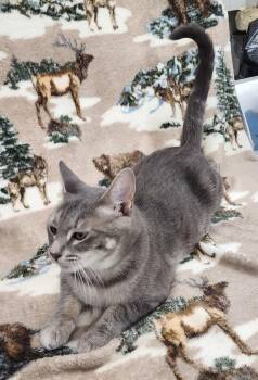 260575  Emerald -  Domestic Short Hair Cat for Adoption in Wetumpka, Alabama - 260575  Emerald | PetCurious