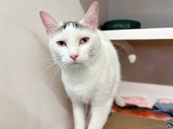 Rescue Domestic Short Hair Cats for Adoption in Brentwood, Missouri - OLIVER | PetCurious