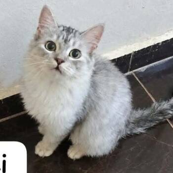 Gigi L -  Burmilla and Siberian Cat for Adoption in Brampton, Ontario - Gigi L | PetCurious
