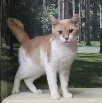 Domestic Short Hair Cats Available for Adoption in West Chester, Pennsylvania - Bean Bag Chair | PetCurious