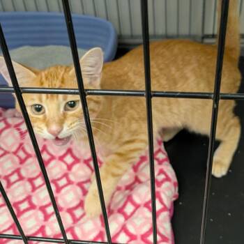 Winston -  Domestic Short Hair Cat for Adoption in Hannibal, Missouri - Winston | PetCurious