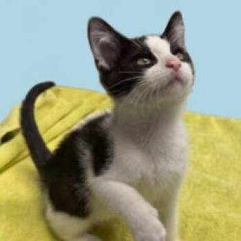 Flopsy -  Domestic Short Hair Cat for Adoption in Owosso, Michigan - Flopsy | PetCurious