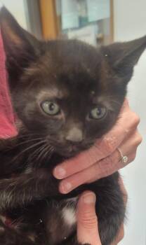 Kermit -  Domestic Short Hair Cat for Adoption in New Kensington, Pennsylvania - Kermit | PetCurious