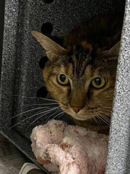 Domestic Short Hair Cats Available for Adoption in Daytona Beach, Florida - Purr Sunshine | PetCurious
