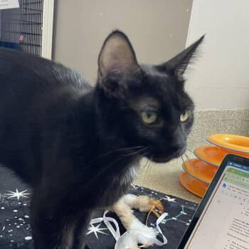 Domestic Short Hair Cats Available for Adoption in Chicago, Illinois - Greening | PetCurious