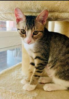 Freeda -  Domestic Short Hair and Tabby Cat for Adoption in Phoenix, Arizona - Freeda | PetCurious