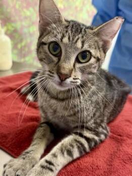 Remy -  Domestic Short Hair Cat for Adoption in San Antonio, Texas - Remy | PetCurious
