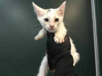 A1936115 -  Domestic Short Hair Cat for Adoption in Thousand Palms, California - A1936115 | PetCurious