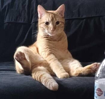 Domestic Short Hair Cats Available for Adoption - GARFIELD | PetCurious