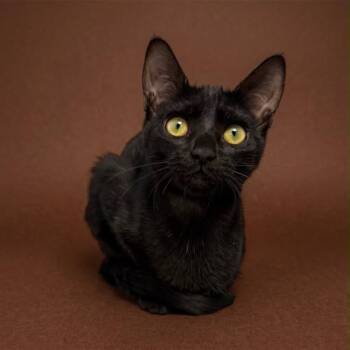 Sasha Hollanov -  Domestic Short Hair Cat for Adoption in Chandler, Arizona - Sasha Hollanov | PetCurious