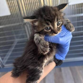 Snap -  American Shorthair Cat for Adoption in Spring Hill, Kansas - Snap | PetCurious