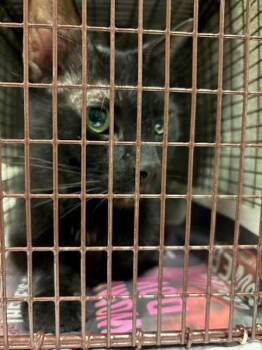 Kitty -  Domestic Short Hair Cat for Adoption in Austin, Texas - Kitty | PetCurious