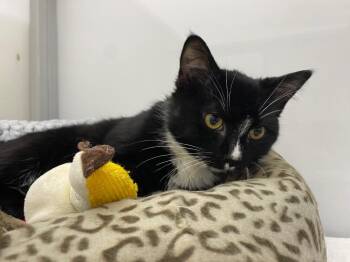 Domestic Short Hair Cats Available for Adoption - Sploot | PetCurious