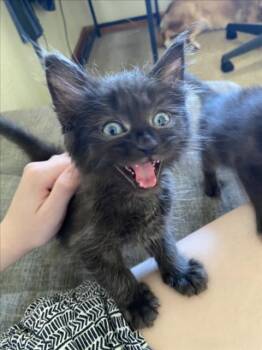 *BAGHEERA -  Domestic Short Hair Cat for Adoption in Woodland, California - *BAGHEERA | PetCurious