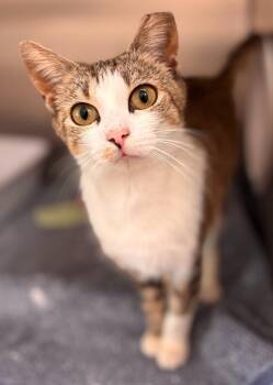 Domestic Short Hair Cats Available for Adoption in Madison, Georgia - Beauty | PetCurious