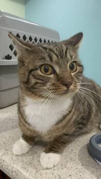 Domestic Short Hair Cats Available for Adoption - Ekans | PetCurious