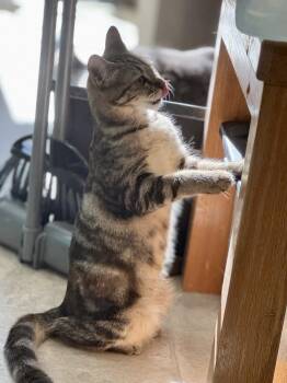 Bridgett -  American Shorthair and Oriental Tabby Cat for Adoption in Mission Viejo, California - Bridgett | PetCurious