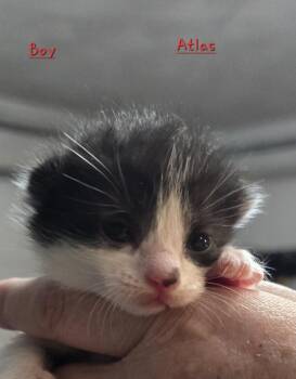Atlas -  Domestic Short Hair Cat for Adoption in Lorain, Ohio - Atlas | PetCurious
